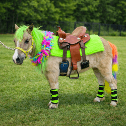 Decorated Ponies