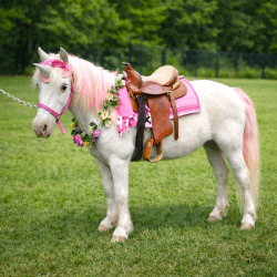 Fairy Ponies (Unicorns)