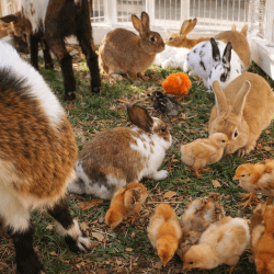 Basic Petting Zoo